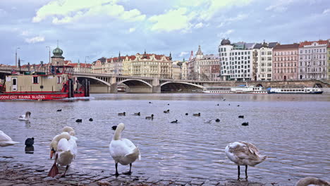 Boat-passing-Vltava-river-shore-with-swans-and-ducks-in-Prague-city