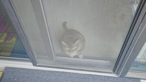 Cute-Tabby-Cat-Standing-At-A-Screen-Door---high-angle