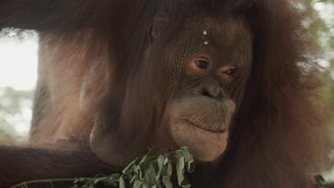Gran-Orangután-Jugando-Con-Comida