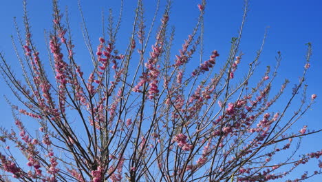 Marvel-at-the-beauty-of-a-plum-flower-in-full-bloom-against-a-clear-blue-sky