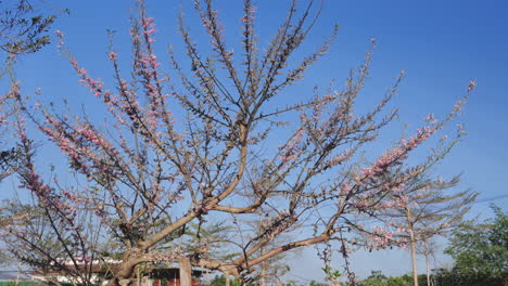 The-beauty-of-nature-as-a-plum-flower-blooms-on-a-tree-against-a-clear-blue-sky