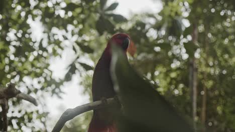 Schöner-Roter-Weiblicher-Eclectus-Papagei,-Der-Im-Baum-Sitzt
