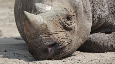 Northern-White-Rhinoceros-Lying-On-The-Ground-Under-The-Sunlight