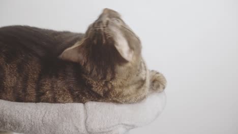 Ein-Süßes-Getigertes-Kätzchen,-Das-Sich-In-Einem-Katzenbett-Entspannt-–-Studioaufnahme