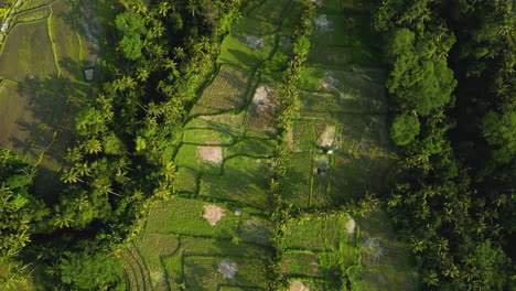 Bali-rice-field-from-above-on-golden-hour,-aerial-view