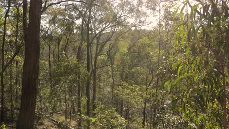 Handheld-footage-of-bushland-in-Nerang-National-Park,-Gold-Coast,-Queensland,-Australia