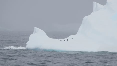 Pingüinos-En-Iceberg-A-Salvo-Del-Depredador,-Hermoso-Color-Blanco-Y-Azul