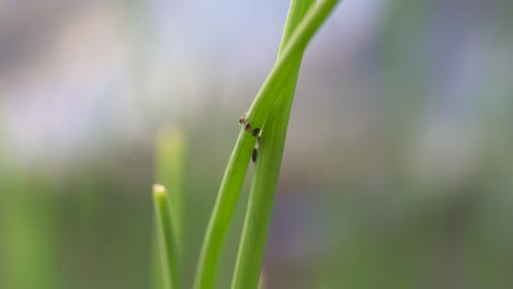 Insecto-áfido-Aphidoidea-Sobre-Hierba-Verde-En-El-Fondo-Del-Bokeh