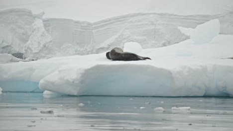 Seeleoparden-Verstecken-Sich-Auf-Einem-Eisberg-Und-Warten-Auf-Pinguine