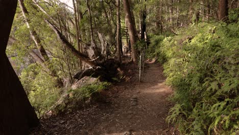 Hand-held-footage-of-Purlingbrook-Falls-walk,-Springbrook-National-Park,-Gold-Coast-Hinterland,-Queensland,-Australia