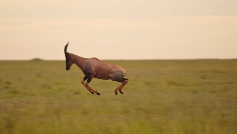 Topi-Running-Away,-Jumping-and-Leaping,-African-Safari-Wildlife-Animal-in-Savanna-Landscape,-Happy-Positive-Excited-Animals-Giving-Concept-of-Hope-for-Conservation,-Maasai-Mara,-Kenya,-Africa