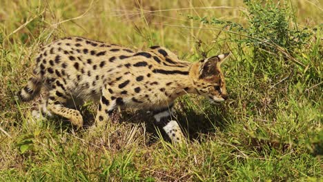 Caza-Serval-En-Pastizales-Exuberantes-Para-Presas-Pequeñas,-Abalanzarse-Y-Saltar,-Reserva-Nacional-En-Kenia,-Animales-De-Safari-De-áfrica-En-La-Conservación-Del-Norte-De-Masai-Mara
