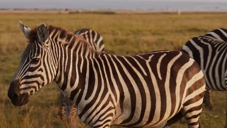 Slow-Motion-of-Zebra-Herd-Walking,-Africa-Animals-on-Wildlife-Safari-in-Masai-Mara-in-Kenya-at-Maasai-Mara-in-Beautiful-Golden-Hour-Sunset-Sun-Light,-Steadicam-Tracking-Gimbal-Panning-Shot