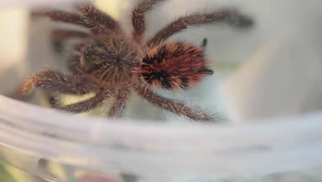 An-Amazon-Sapphire-Pink-Toe-tarantula-moving-in-a-transparent-container