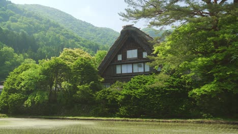 Idyllic-View-Of-Gassho-Thatched-Roof-Surrounded-By-Lush-Green-Foliage-Beside-Rice-Paddy-Field-In-Shirakawago