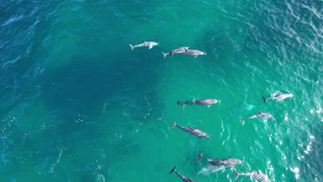Bottlenose-Dolphins-Riding-the-Calm-Waves-at-Maggies-Beach,-Cabarita,-Northern-Rivers,-Tweed-Shire,-Bogangar,-New-South-Wales,-Australia,-Aerial-Orbit-Drone-Shot