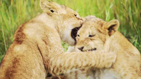 Zeitlupe-Spielender-Löwenbabys-In-Afrika,-Lustige-Tierbabys-Süßer-Junger-Löwen-Im-Gras-Auf-Afrikanischer-Wildtiersafari-In-Masai-Mara,-Kenia-Im-Grünen-Gras-Des-Masai-Mara-Nationalreservats