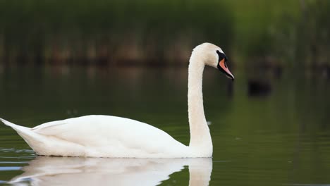 Close-up-of-single-white-mute-swan-swim-on-a-calm-lake-surface-with-blurred-background