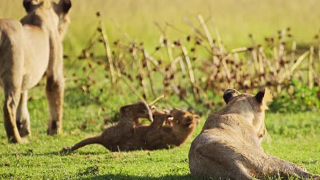 Slow-Motion-Shot-of-Playful-young-lion-cubs-play,-excited-energy-of-cute-African-Wildlife-in-Maasai-Mara-National-Reserve,-Kenya,-Africa-Safari-Animals-in-Masai-Mara-North-Conservancy