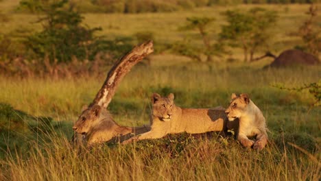 Lion-Pride-in-Africa,-Lions-in-Beautiful-Golden-Hour-Sunset-Sun-Light,-Lioness-Looking-Around-in-Evening-Sunlight-on-African-Wildlife-Safari-in-Masai-Mara,-Maasai-Mara-Animals