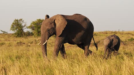 Baby-Elephant-and-Protective-Mother-Trumpeting-with-Trunk-in-the-Air,-African-Wildlife-Animals-in-Masai-Mara,-Africa,-Kenya,-Steadicam-Gimbal-Tracking-Following-Shot