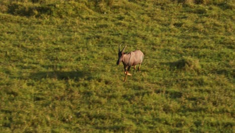 Slow-Motion-of-Aerial-African-Animal-Wildlife-Shot-of-Topi-Running-in-Maasai-Mara-in-Africa,-Kenya-Hot-Air-Balloon-Ride-Flight-View-Flying-Over-Masai-Mara,-Unique-Safari-Travel-Experience-From-Above
