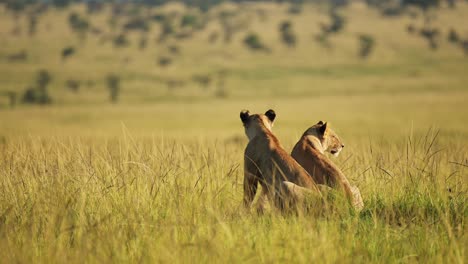 Lions-resting-in-the-evening-sun-sunset,-beautiful-African-Wildlife-in-Maasai-Mara-National-Reserve,-Kenya-Big-5,-Africa-tourism-to-see-safari-animals