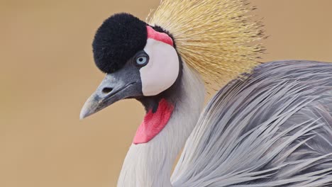 Slow-Motion-Shot-of-Close-up-detail-shot-of-Grey-Crowned-Cranes-feathers-and-beautiful-exotic-bright-colours-African-Wildlife-in-Maasai-Mara,-Kenya,-Africa-Safari-Animals-in-Masai-Mara