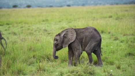 Slow-Motion-Shot-of-Close-shot-of-baby-Elephant-catching-up-to-mum-mother,-cute-African-Wildlife-in-Maasai-Mara-National-Reserve,-Kenya,-Africa-Safari-Animals-in-Masai-Mara-North-Conservancy
