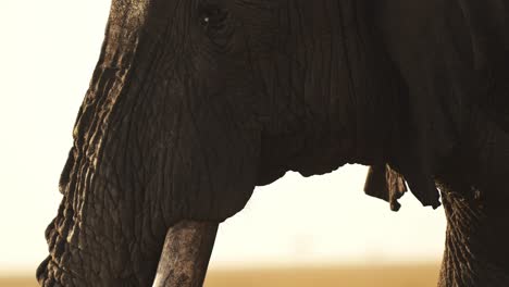 African-Elephant-Close-Up-Portrait-of-Big-Tusks-Trunk-and-Face,-Africa-Wildlife-Animal-in-Masai-Mara,-Kenya,-Ivory-Trade-Concept,-Large-Male-Bull-on-Safari-in-Kenyan-Maasai-Mara-National-Reserve