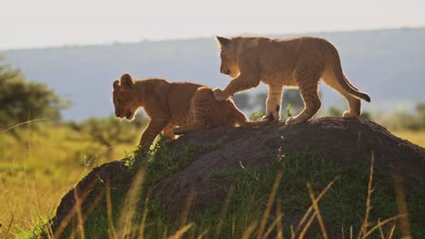 Cámara-Lenta-De-Lindos-Animales-De-Safari-Bebé,-Cachorros-De-León-Jugando-En-Masai-Mara,-Kenia,-áfrica,-Dos-Jóvenes-Divertidos-Adorables-Bebés-Juguetones-En-Maasai-Mara-En-Kenia-En-Safari-De-Vida-Silvestre-Africana