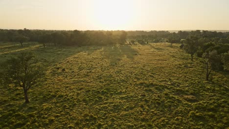 Sunrise-Africa-Landscape-Aerial-Shot-of-Beautiful-Forest,-Savanna-Scenery-and-Trees-in-Amazing-Golden-Sun-Light,-Maasai-Mara-in-Kenya,-Hot-Air-Balloon-Ride-Flight-View-From-Above-with-Sunshine