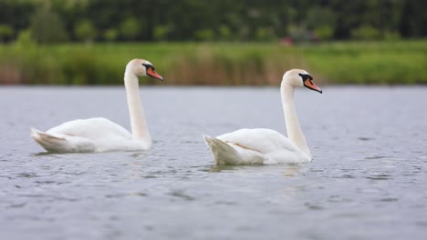 Pair-of-white-mute-swans-swim-on-a-lake-with-green-background,-low-angle