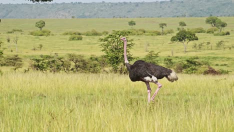 Slow-Motion-Shot-of-Ostrich-walking-running-across-luscious-green-savannah-plains-of-Masai-Mara,-African-flightless-birds-in-Maasai-Mara-National-Reserve,-Kenya,-Africa-Safari-Animals