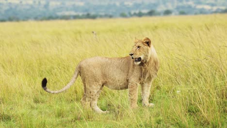 African-Wildlife-in-Maasai-Mara,-Young-male-lion-prowling-walking-through-the-green-lush-plains-of-Kenyan-National-Reserve,-Africa-Safari-Animals-in-Masai-Mara-North-Conservancy