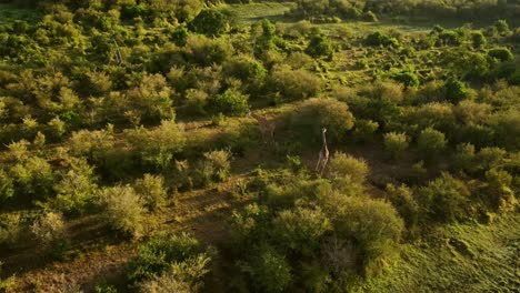Luftaufnahme-Der-Afrikanischen-Tierwelt-Einer-Masai-Giraffe-In-Der-Masai-Mara-In-Afrika,-Heißluftballonfahrt-In-Kenia,-Flug-über-Erstaunlich-Schöne-Tiere-Und-Landschaftslandschaften,-Einzigartiges-Safari-Reiseerlebnis