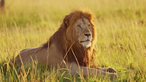 Slow-Motion-of-Africa-Wildlife-Male-lion,-African-Safari-Animals-in-Maasai-Mara-in-Kenya,-Beautiful-Portrait-in-Golden-Sunlight,-Masai-Mara-National-Reserve,-Morning-Sunrise-Sun-Light