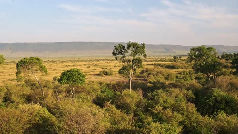 Toma-Aérea-De-La-Vida-Silvestre-De-Un-Pájaro-En-Un-árbol-Con-Hermosos-Paisajes-En-Masai-Mara-En-áfrica,-Kenia-Paseo-En-Globo-Aerostático-Vista-De-Vuelo-Sobrevolando-La-Increíble-Experiencia-De-Viaje-De-Safari-única-De-Maasai-Mara