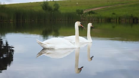 Two-white-mute-swans-swim-on-a-peaceful-lake-surface-with-reflection