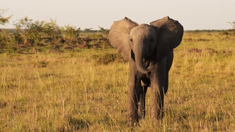 Zeitlupe-Eines-Afrikanischen-Elefantenbabys,-Afrikanische-Wildtiere,-Trompeten-Mit-Rüssel-In-Der-Luft-Im-Masai-Mara-Nationalreservat,-Kenia,-Steadicam-Gimbal-Kamerafahrt-In-Der-Masai-Mara-Savanne