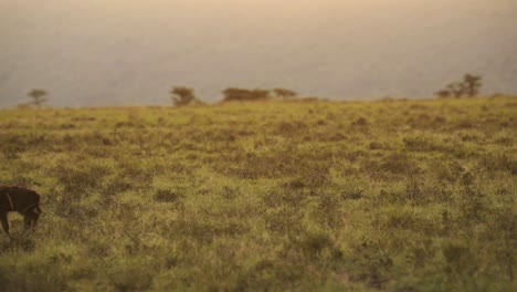 Slow-Motion-Shot-of-African-Wildlife-Hyena-in-Maasai-Mara-National-Reserve-walking-across-the-empty-plains-of-Kenya,-Africa-Safari-Animals-in-Masai-Mara-North-Conservancy