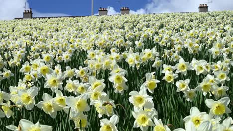 Field-of-beautiful-white-yellow-daffodils-swaying-in-the-wind,-slowmo
