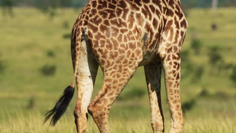 Slow-Motion-Shot-of-Close-up-detail-shot-of-Giraffe-skin-patterns-walking-through-African-Nature-in-Maasai-Mara-National-Reserve,-Kenya,-Africa-Safari-Animals-in-Masai-Mara-North-Conservancy