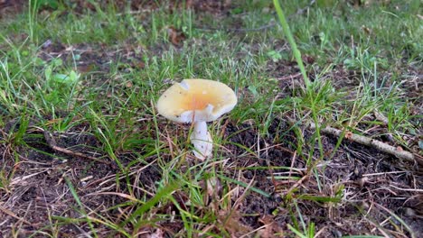 white-mushroom-in-grass-after-rain