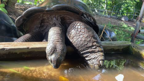 Aldabra-land-giant-tortoise-drinking-water-inside-concrete-water-tank,-they-drink-water-with-their-nose-Mahe-Seychelles