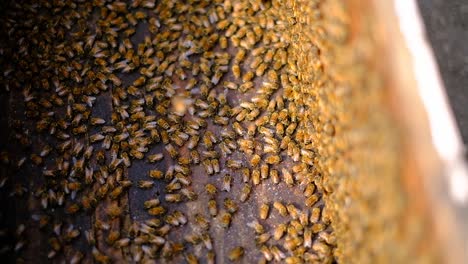 Close-up-scene-showing-millions-of-Italian-bees,-millions-of-bees-sitting-in-hives-at-an-Italian-beekeeping-center