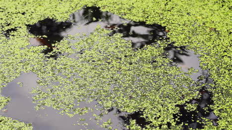 The-simple-yet-captivating-sight-of-stirring-duckweed-in-a-pond-with-a-wooden-stick