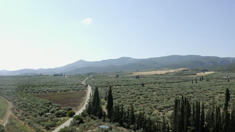 Aerial-descends-to-tree-hedge-in-rural-olive-groves-in-Greek-mountains