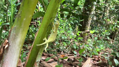 The-tiger-chameleon-of-the-Seychelles-on-the-palm-branch-in-forest,-Mahe-Seychelles