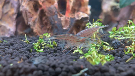 Close-up-macro-showing-group-of-moving-freshwater-Shrimps-in-aquarium